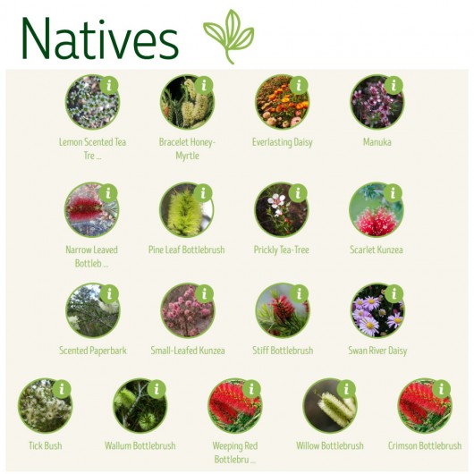 Seedstick Bookmarks natives